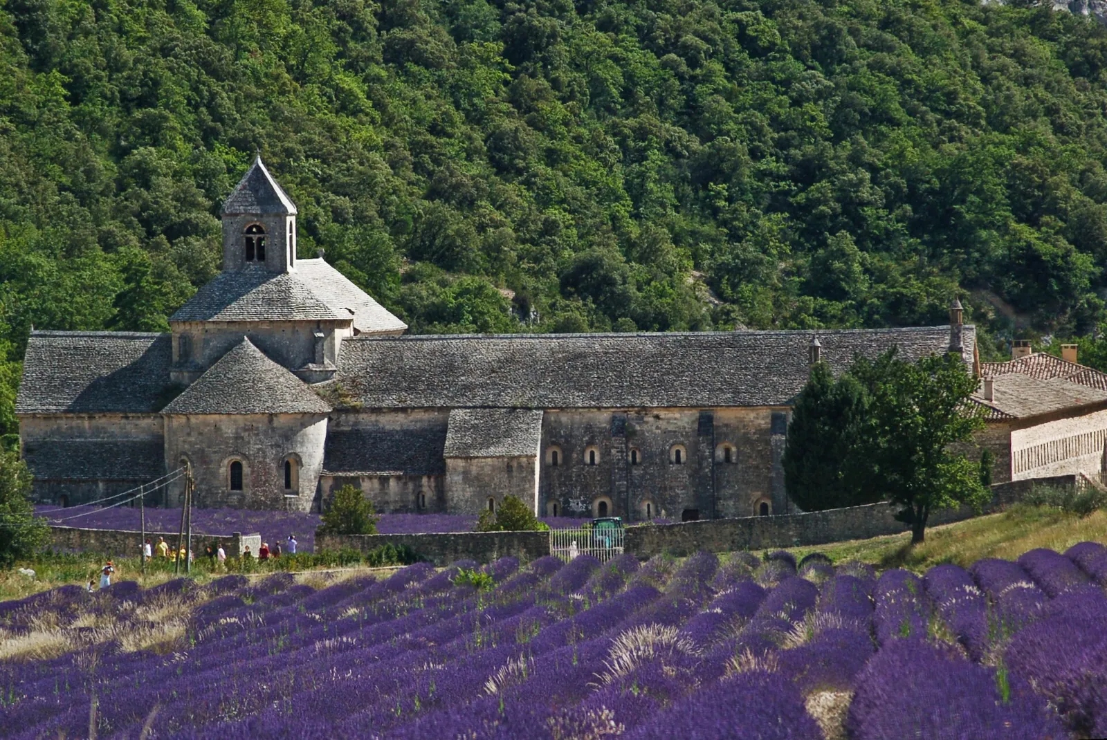 Quand voir les lavandes à Gordes et Sénanque ? — Luberon, Provence