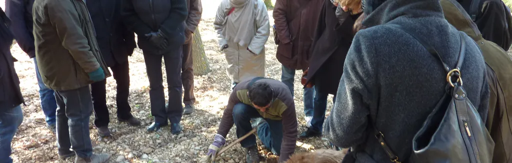 Un chien truffier et son maître marchant dans la campagne du Luberon, entre vignes et chênes truffiers, sous la lumière dorée de Provence
