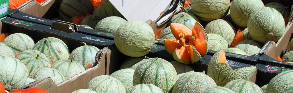 Melons de Cavaillon dorés empilés sur un étal de marché provençal, aux côtés de fruits d’été du Luberon