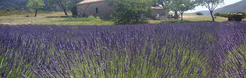 Champ de lavande en fleur sous le ciel bleu de Provence dans le Luberon, près de Gordes