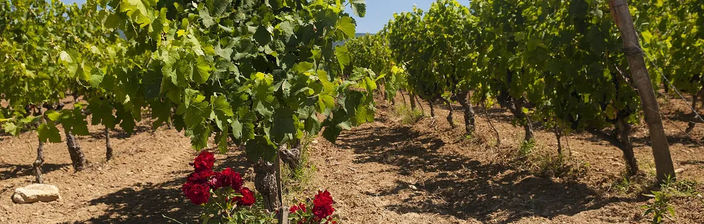 Vineyard of the Domaine de la Citadelle in Ménerbes, rows of vines in the heart of the Luberon under the light of Provence
