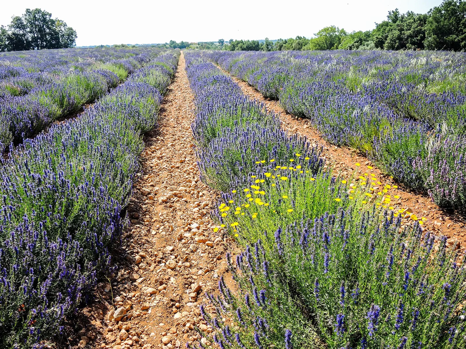Le plateau de Valensole : la mer de lavande — Luberon, Provence