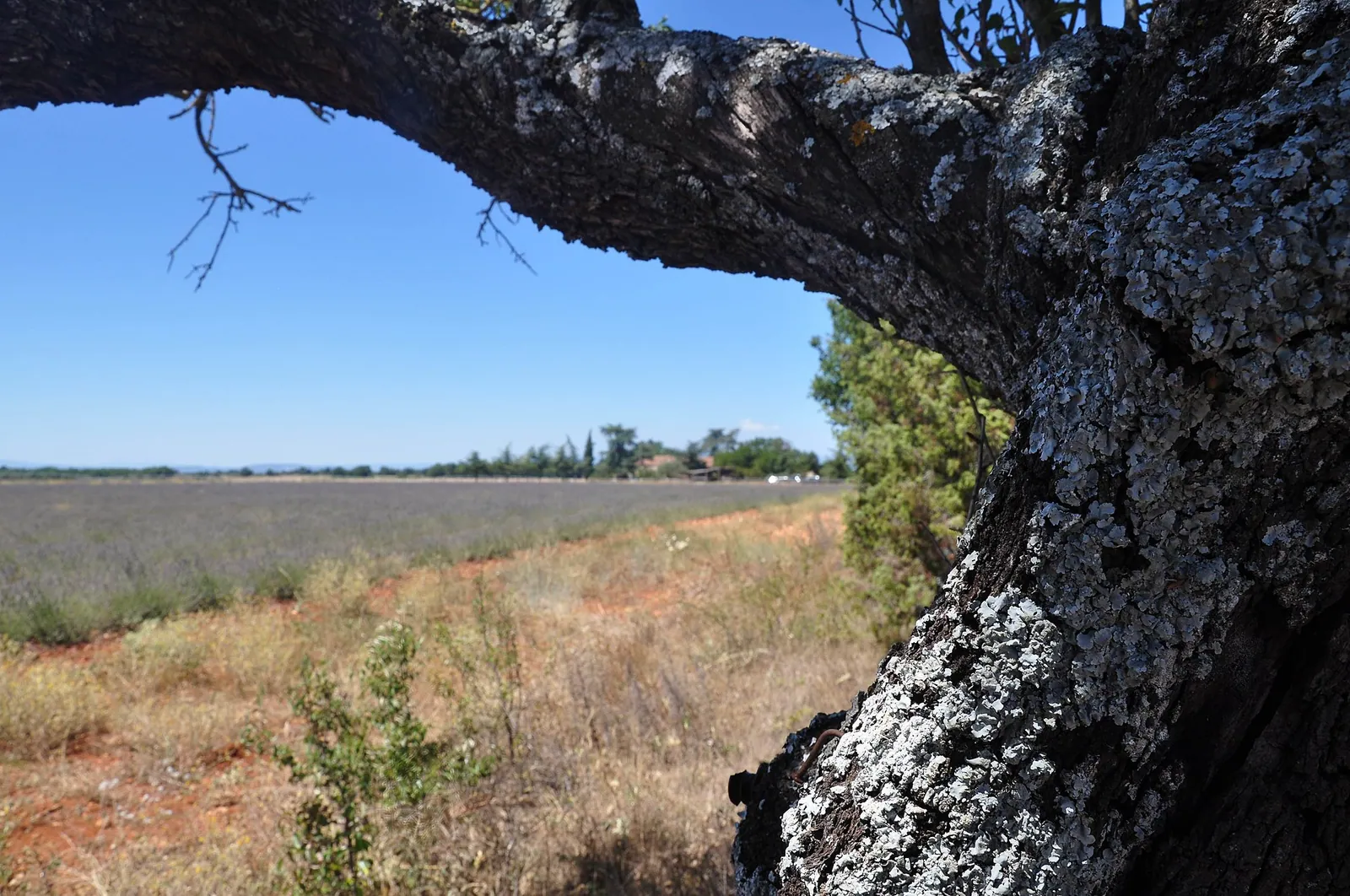 Les routes de la lavande en Provence : itinéraire — Luberon, Provence