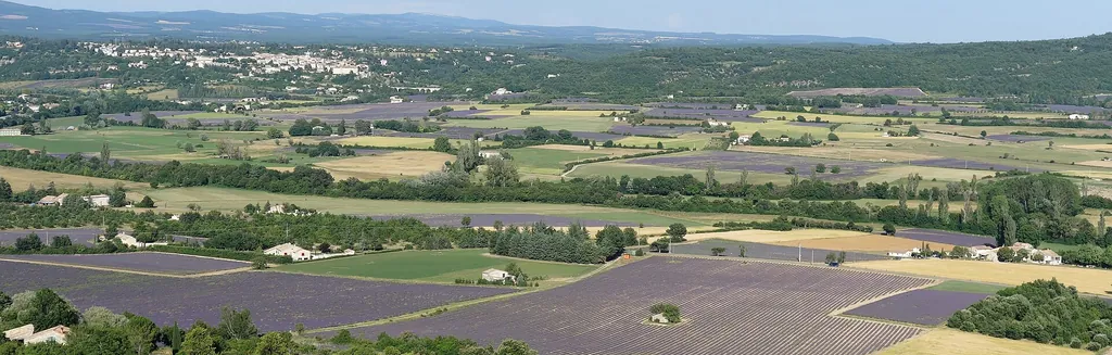 Champs de lavande en fleurs sur le plateau de Sault, avec le Mont Ventoux en arrière-plan, Vaucluse, Provence