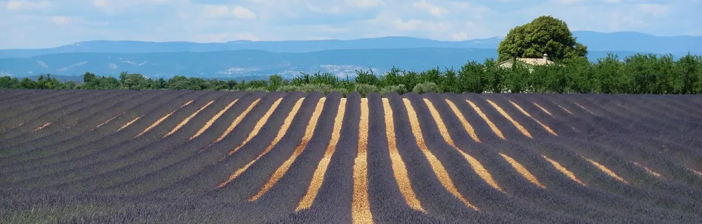 Champ de lavande en fleur sous le soleil de Provence dans le Luberon, près de Gordes