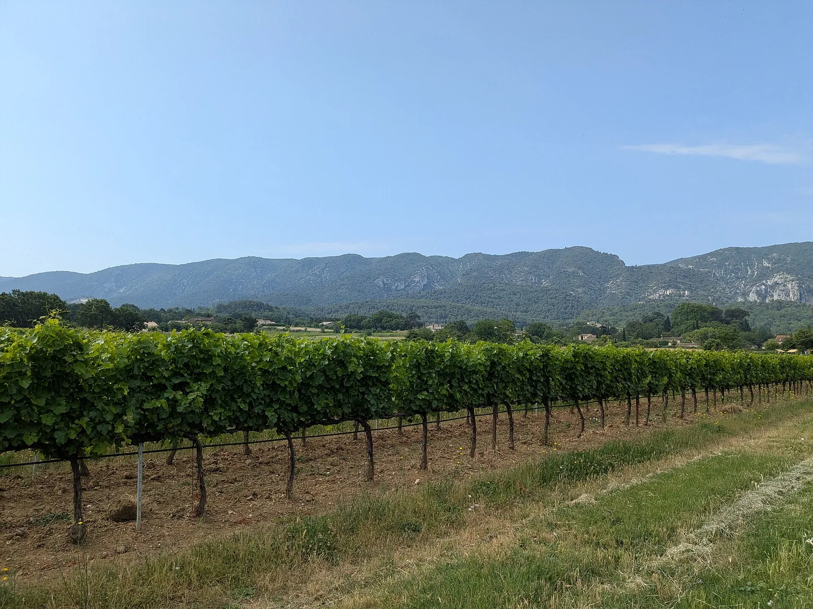 Les vins AOC Luberon et Ventoux : guide — Luberon, Provence